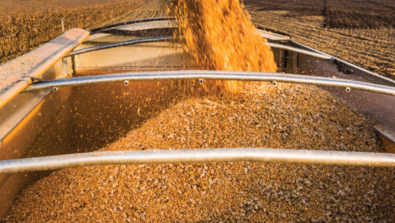 Harvested corn is unloaded into a truck bed