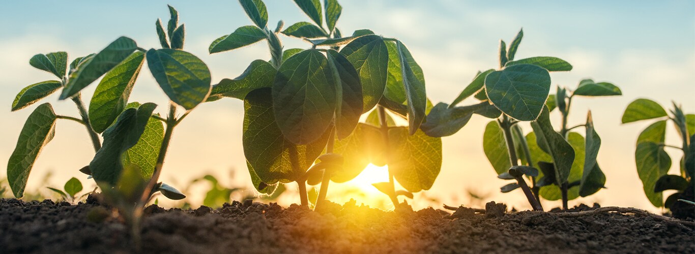 holograph motor grader with worksight notifications