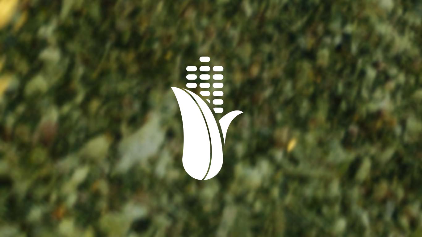 Propriétés d'ensilage de maïs