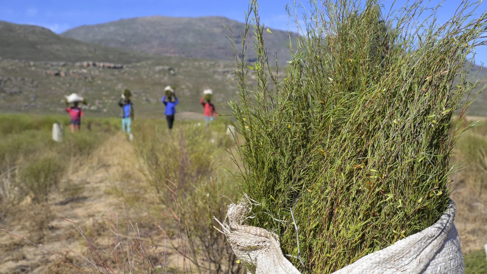 Rooibos : l’or rouge du Cap-Occidental