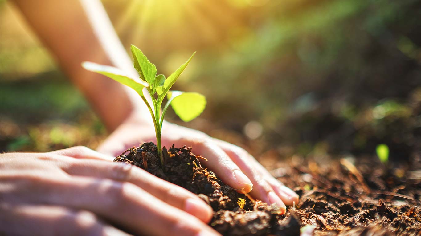 Der Baum fürs Leben: Wie Sie ihn finden und einpflanzen